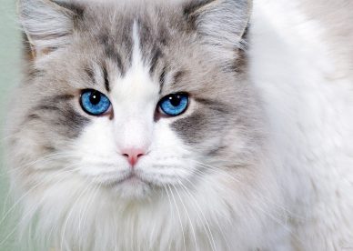 صور قطط عيون زرقاء